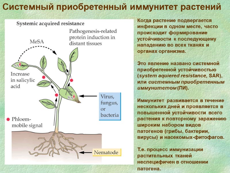 Когда растение подвергается инфекции в одном месте, часто происходит формирование устойчивости к последующему нападению